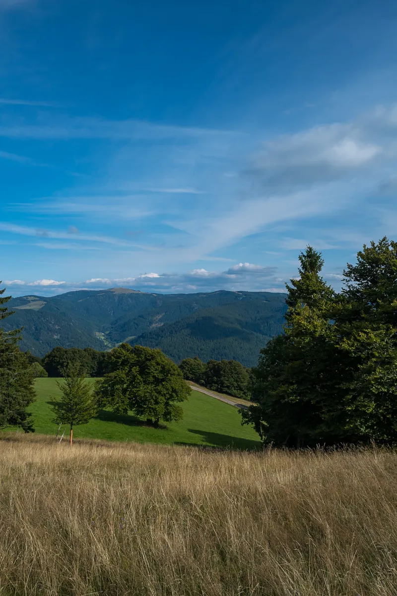 Dry summer grass and scattered trees at the Schauinsland summit, Black Forest hills and blue sky behind, Leica Q2