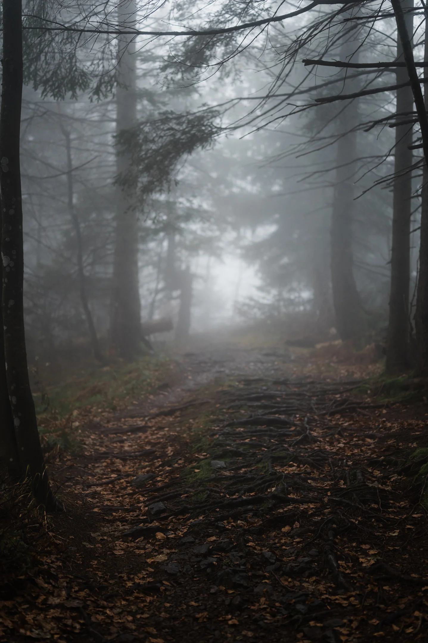 Schritte — minimalist fine art print of a forest path in the Black Forest by Markus H. Green